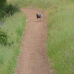 Trail etiquette says to yield to all foot traffic...
