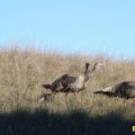 News Cycle: Giving Cranks for Turkey Day!